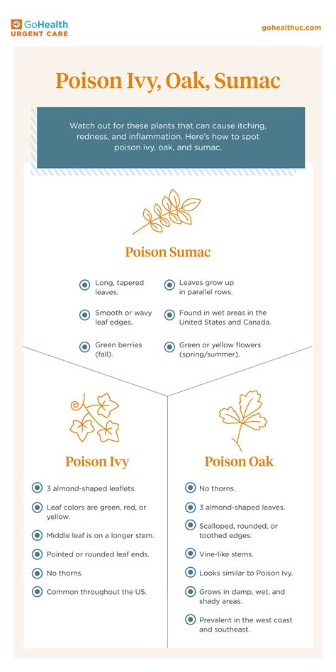 How To Treat Poison Oak Ivy And Sumac Gohealth Urgent Care