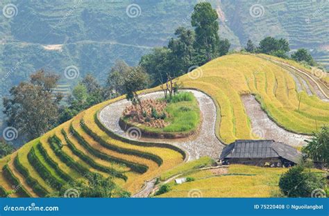 Asian Village Landscape In A Rural Area With Paddy Field Stock Photo