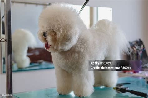 Dog After Getting Haircut At Grooming Salon And Pet Spa High Res Stock