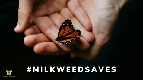 Save Our Monarchs Milkweed Saves Campaign Youtube