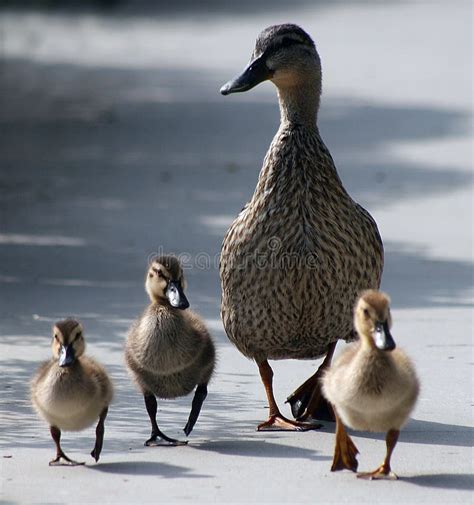 Mother Duck And Ducklings Stock Image Image Of Duck Venice 3449775