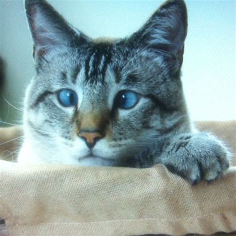 Derived from the wichianmat landrace, one of several varieties of cat native to thailand (formerly known as siam). 17 best lynx siamese cats images on Pinterest | Siamese ...