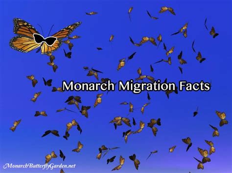 10 Monarch Migration Facts That Might Surprise You