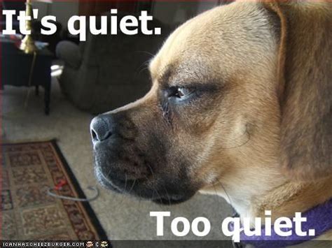 Its Quiet Too Quiet Funny Dog Pictures Hotdog Dog Dogs