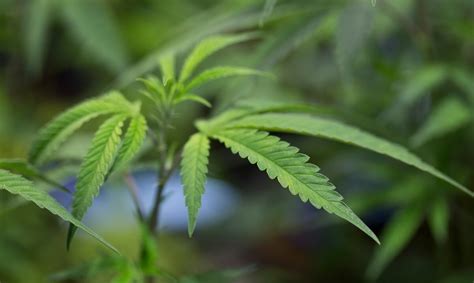 Un tiroteo deja siete muertos en un cultivo ilegal de marihuana en California El Nuevo Día