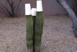 The name cacti or cactus has been adopted by the masses as the universal term to describe succulent plants. DIY Q&A - Home Improvement Database and Library