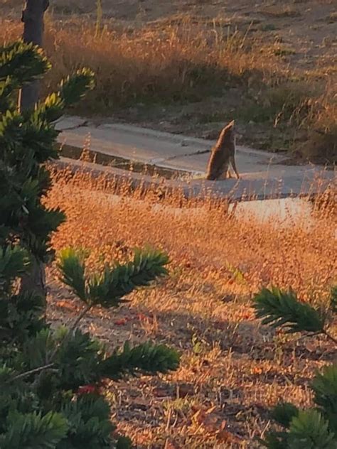 Wild Natomas Our Favorite Coyote Was Spotted At The
