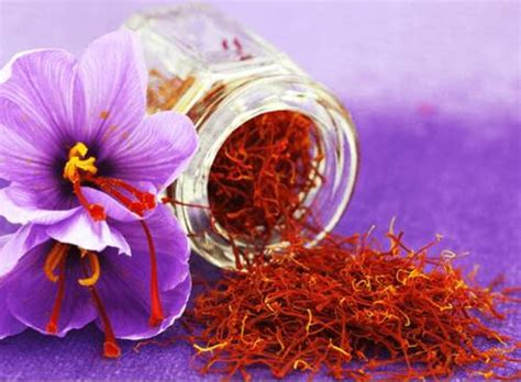 Natural Pure Organic Saffron From Kashmir Premium Qulity Etsy