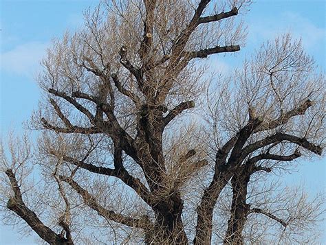 Durch bestimmte merkmale wie blüte, blätter und wuchsform ist sie einfach von anderen bäumen zu unterscheiden. Ulme Baum Ulmus Bäume Baumschule