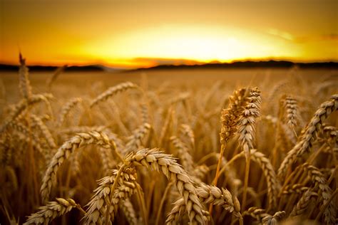 field, Sunset, Macro, Wheat, Depth Of Field Wallpapers HD ...