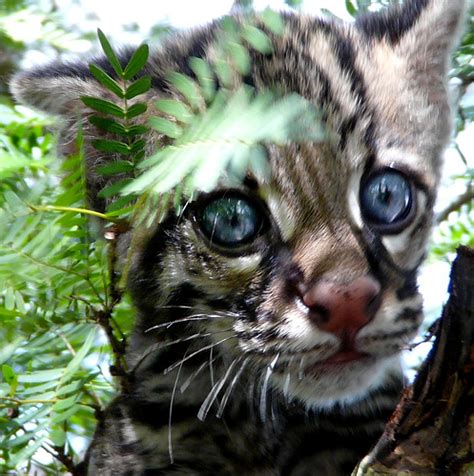 Discovering the Wildlife in Japan - Expatify