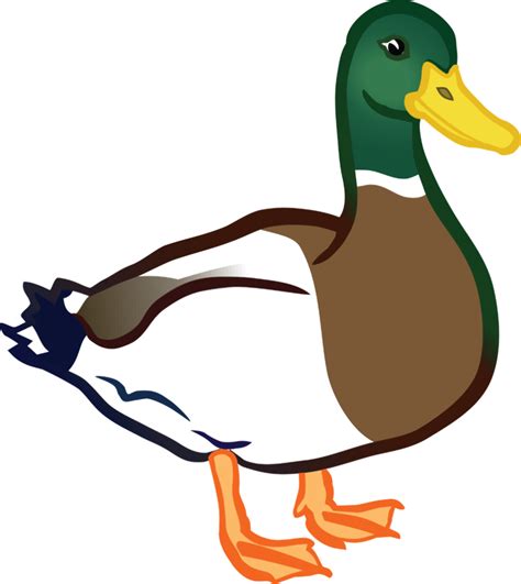 Download High Quality Duck Clipart Realistic Transparent Png Images