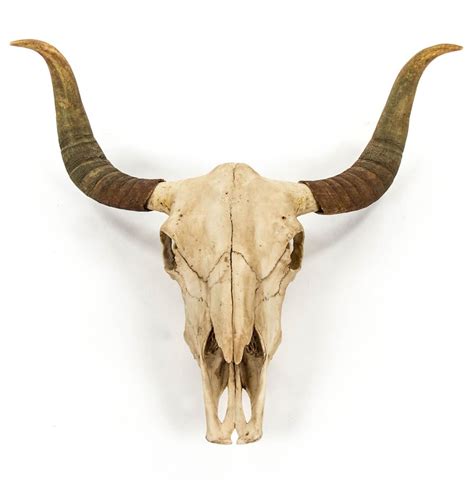 Toro Rustic Lodge Bull Head Skull Reproduction Wall Mount Sculpture