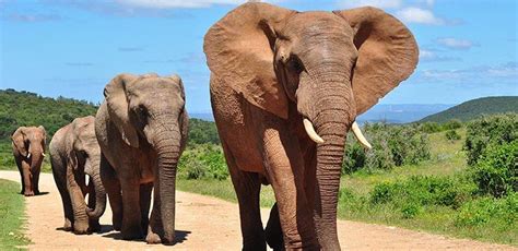 Amazing African Elephant Facts To Keep Under Your Trunk