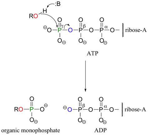 Atp also participates in metabolic processes. biochemistry - Which hydroxyl from either the phosphate or ...