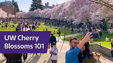 Cherry Blossoms 101 From A Uw Student Tour Guide Youtube