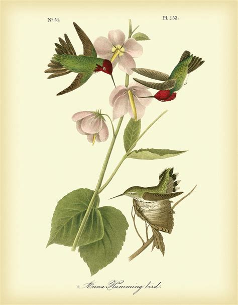 Anna Hummingbird Painting By John James Audubon Fine Art America