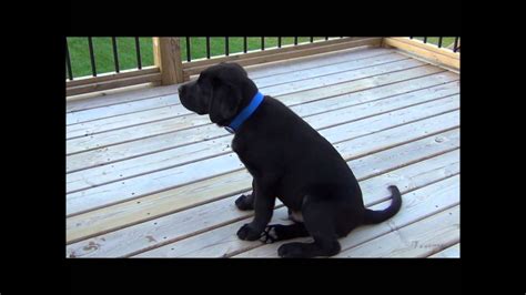 Ben Black Labrador 4 Month Old Youtube