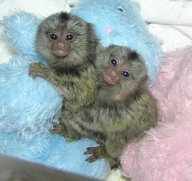 Shipping and local meetup options available. teacup monkeys | Marmoset monkey, Marmoset monkey for sale ...
