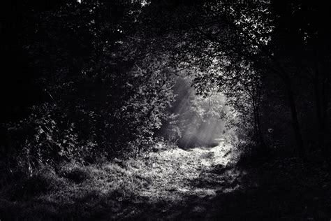 图片素材 性质 森林 路径 黑与白 落后 晚 阳光 大气层 幽灵般的 黑暗 环境 叶子 神秘 黑色 月亮