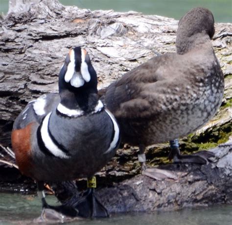 Scientists Document 17 Year Old Harlequin Duck In Glacier Park Local
