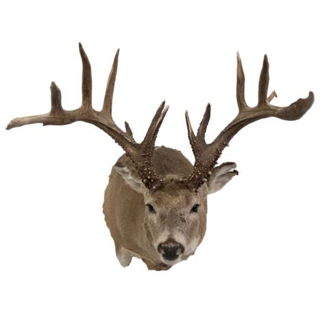 Whitetail Deer Taxidermy Mounts For Sale And Taxidermy