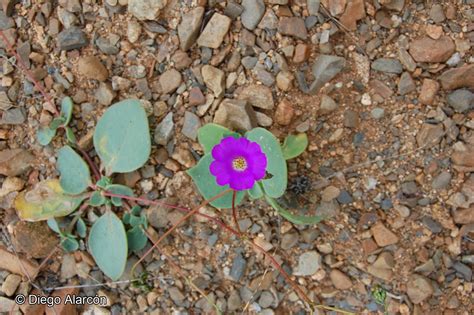 Cistanthe Longiscapa Barnéoud Carolin Ex Hershkovitz