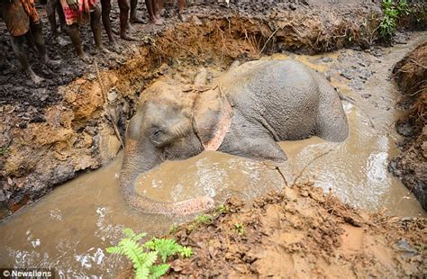 Elephant Gets Stuck In A Muddy Pit While Taking A Drink In India
