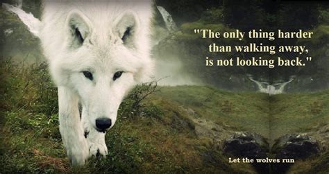 Wolf Quotes About Love Quotesgram