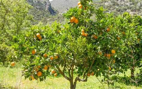 El Naranjotodo Lo Que Debes Saber Frutamare