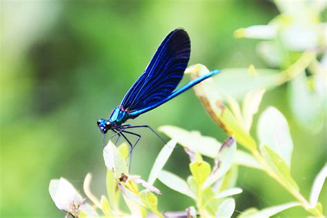 Free photo: Blue dragonfly - Blue, Dragonfly, Fly - Free Download - Jooinn