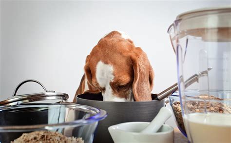 Here's why your dog may be chewing on weeds and grass on why do dogs eat grass? Why Does My Dog Not Eat? | FAQs | Dogs | Guide | Omlet UK