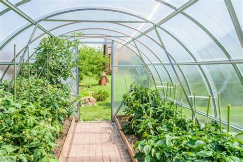 Growing In A Polytunnel In July Allotment And Gardens