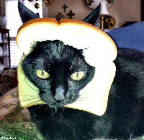 «my cat • • • #memes #turtle #meme #videos #funny #nazi #cringe #memelord #memesdaily…» Has the internet completely lost it? Dressing up cats with ...