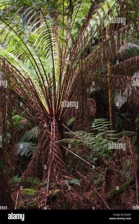 dicksonia antarctica rain forest at melba gully state park great otway national park vitoria