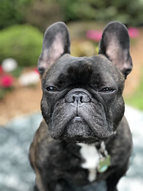 Why People Choose Flat Faced Dogs Despite Major Health Risks