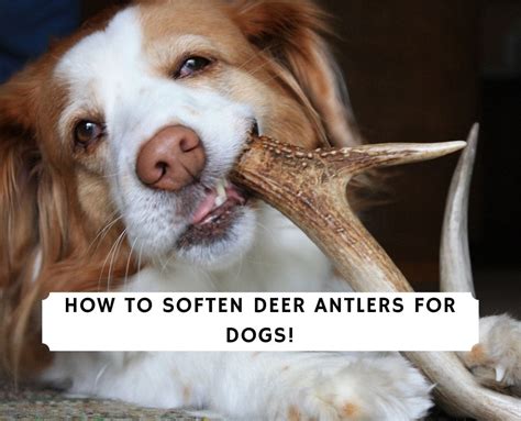 Are Cooked Deer Bones Safe For Dogs