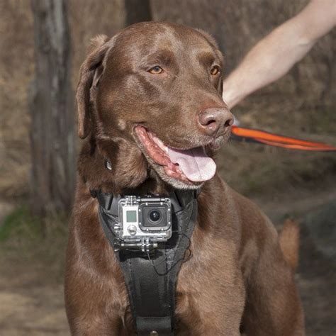 Action Camera Dog Harness Petagadget Dog Harness Dogs Action Camera