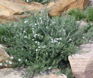 Part shade to full shade. Westringia fruticosa 'WES05' PBR Protected. Serious ...
