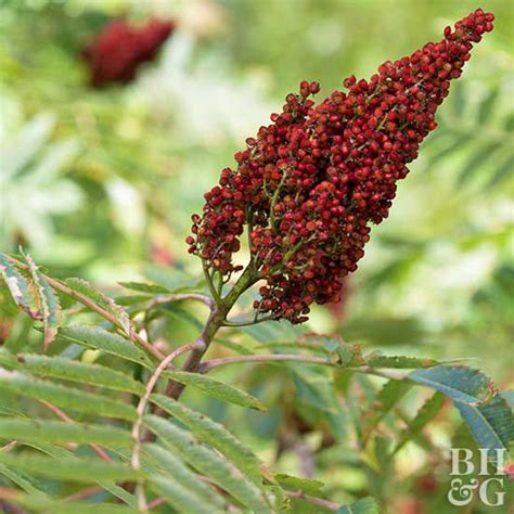Sumac Better Homes And Gardens