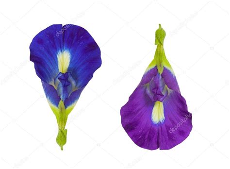 100g high quality dried blue butterfly pea flower tea best breakfast tea. Blue Butterfly Pea Flower isolated on white background ...