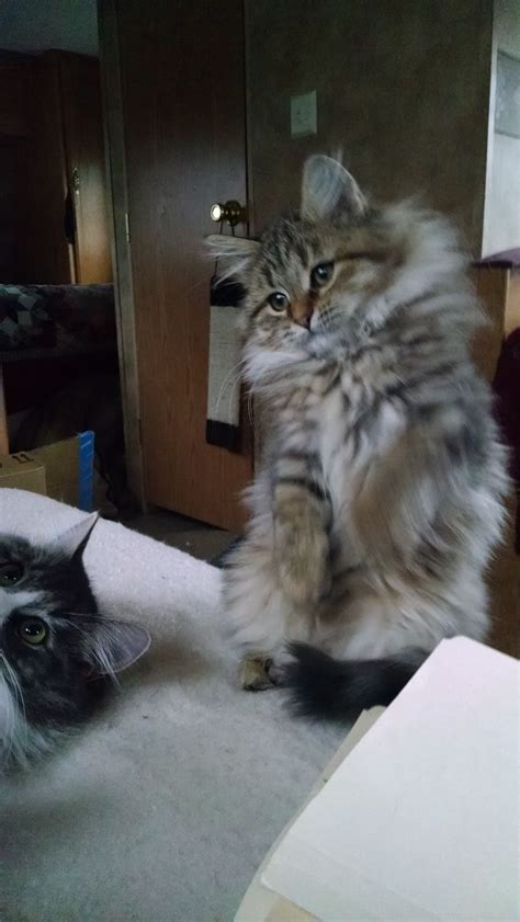 They are raised under foot and are bred for quality and temperament. Siberian Cat Cat Breeders: Pennsylvania | KittySites.Com