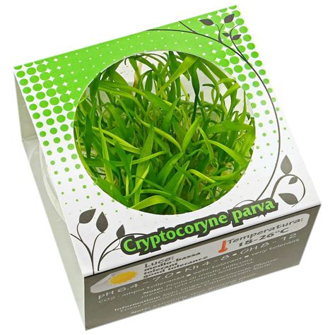 This small water trumpet is highly recommended for nano cubes. Cryptocoryne parva - Zwerg-Wasserkelch