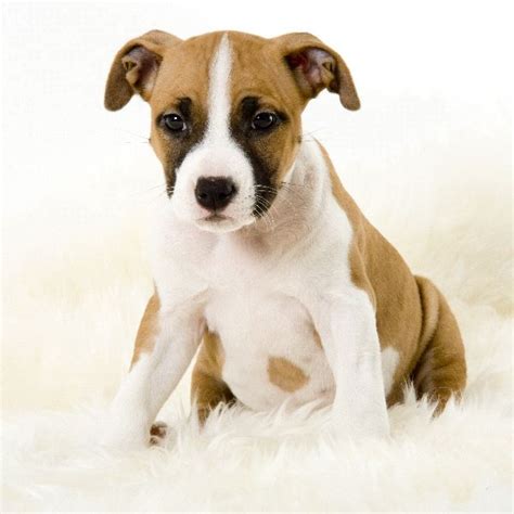 Puppy Images and Review