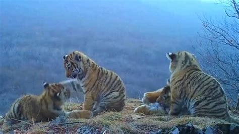 Four Siberian Tiger Cubs Seen On Video Playing In Russias Hilltops