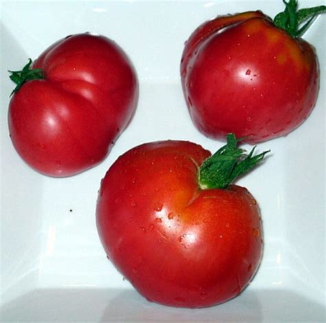 Anna Russian Oxheart Tomato 20 Seeds Heirloom Hirts Gardens
