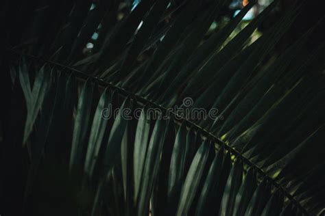 Pictures Of Beautiful Sharp Dark Green Leaves Stock Photo Image Of