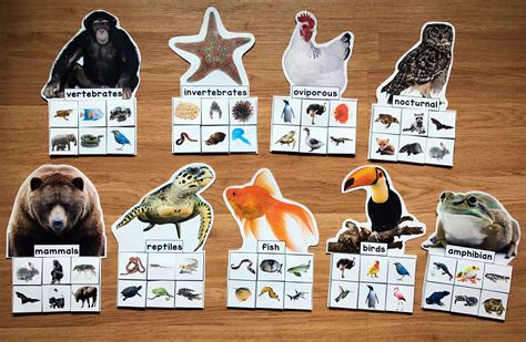 Animal Groups Sorting Mats Wreal Photos 500 File Folder Games