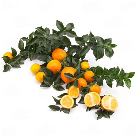 Chinotto x lemon hybrid - Oscar Tintori - Nurseries Worldwide - Citrus ...