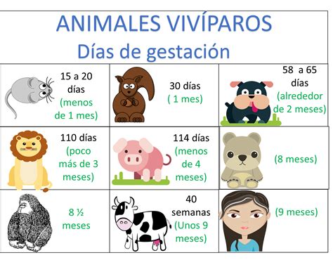 Animales Ovíparos Y Vivíparos Nueva Escuela Mexicana Digital
